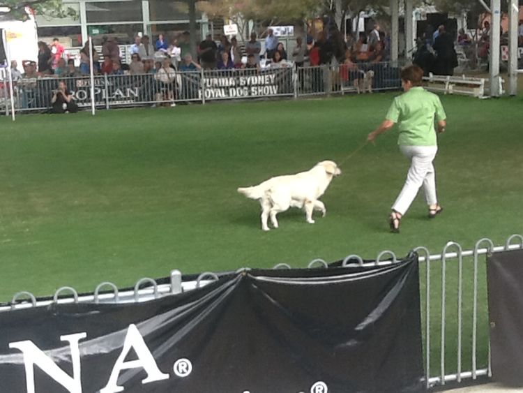Hobsonvale Golden Retrievers (ANKC/Dogs NSW)