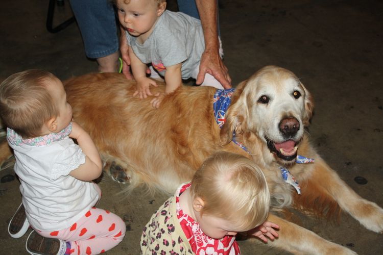 Hobsonvale Golden Retrievers (ANKC/Dogs NSW)