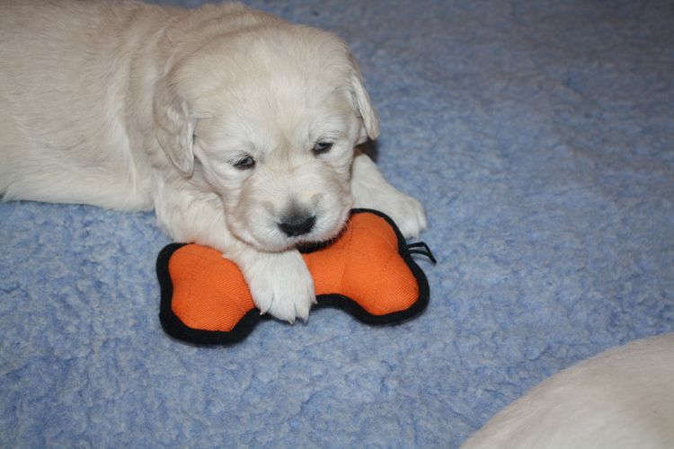 Hobsonvale Golden Retrievers (ANKC/Dogs NSW)