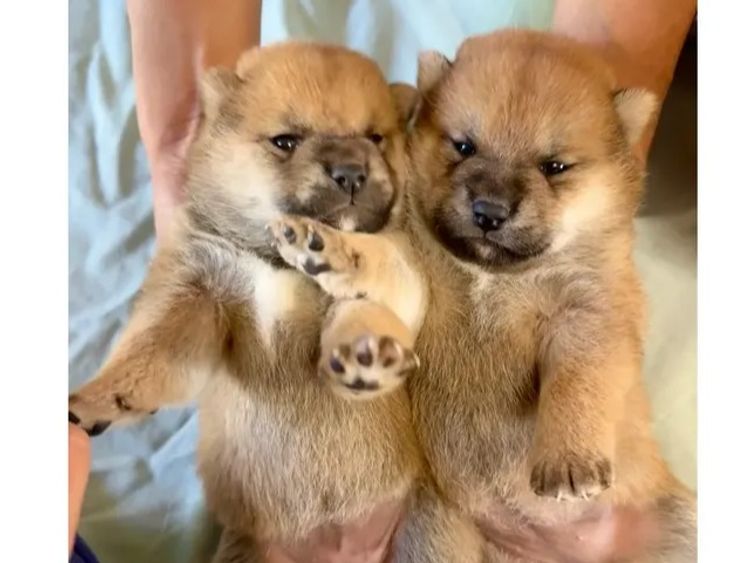 Kunogi Shiba Inu