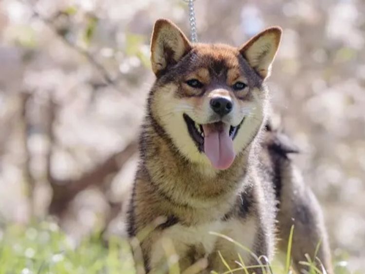 Kunogi Shiba Inu
