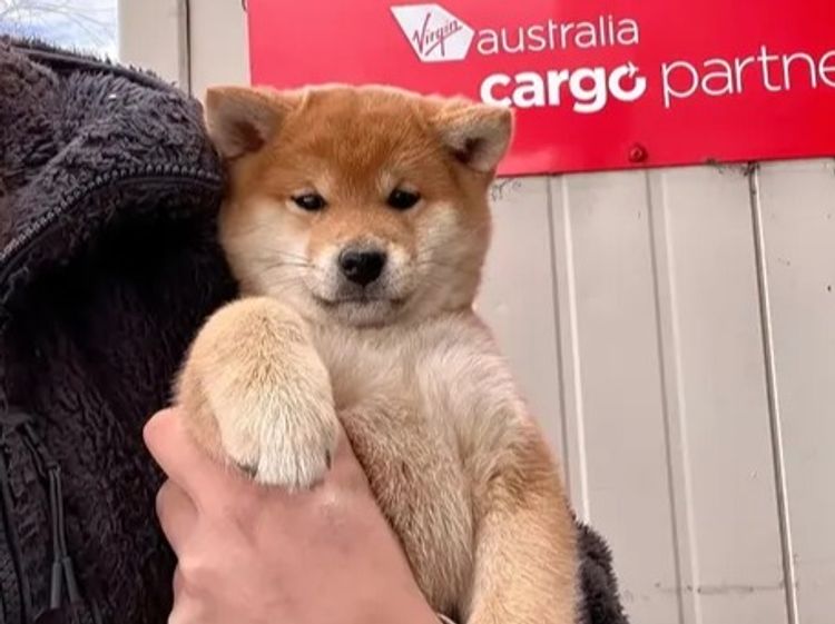 Kunogi Shiba Inu