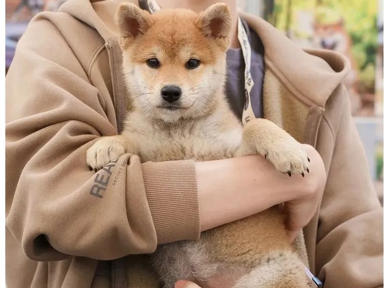 Kunogi Shiba Inu