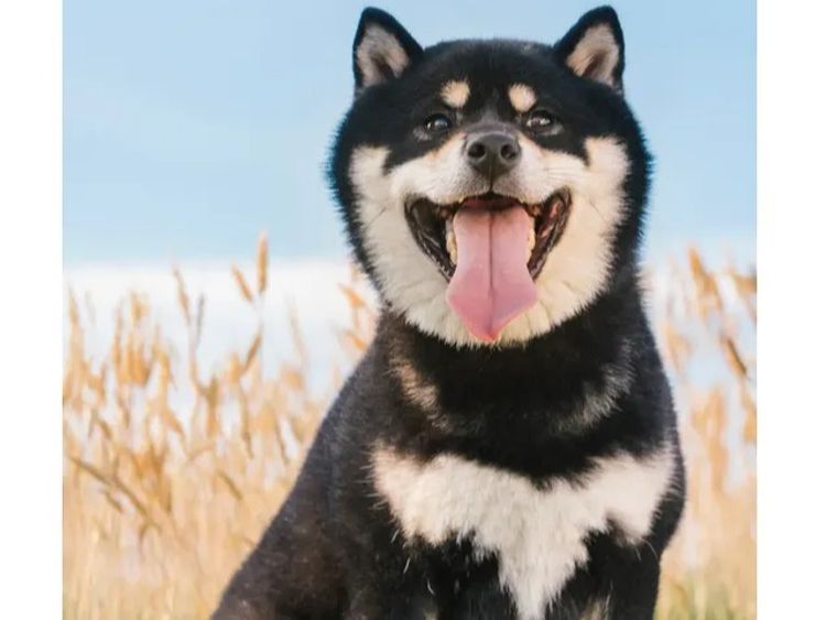 Kunogi Shiba Inu