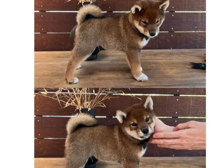 Kunogi Shiba Inu