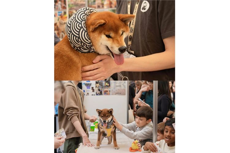 Kunogi Shiba Inu