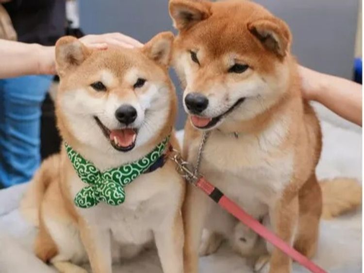 Kunogi Shiba Inu