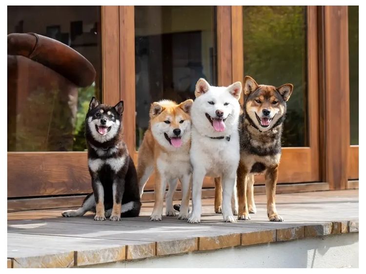 Kunogi Shiba Inu