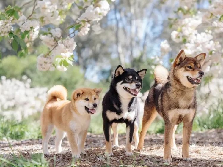 Kunogi Shiba Inu