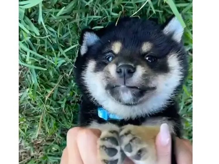 Kunogi Shiba Inu