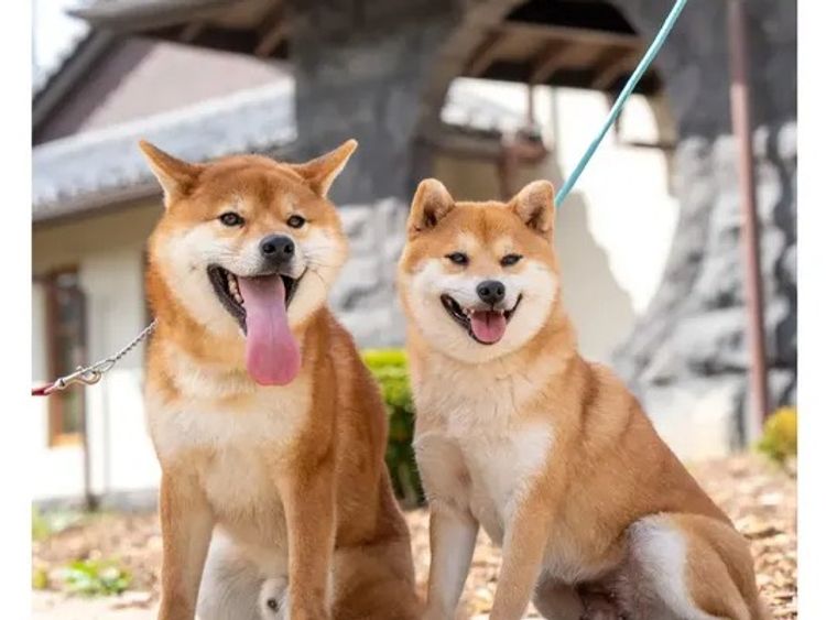 Kunogi Shiba Inu