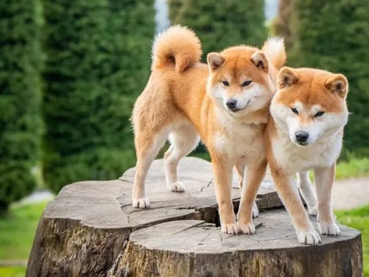 Kunogi Shiba Inu