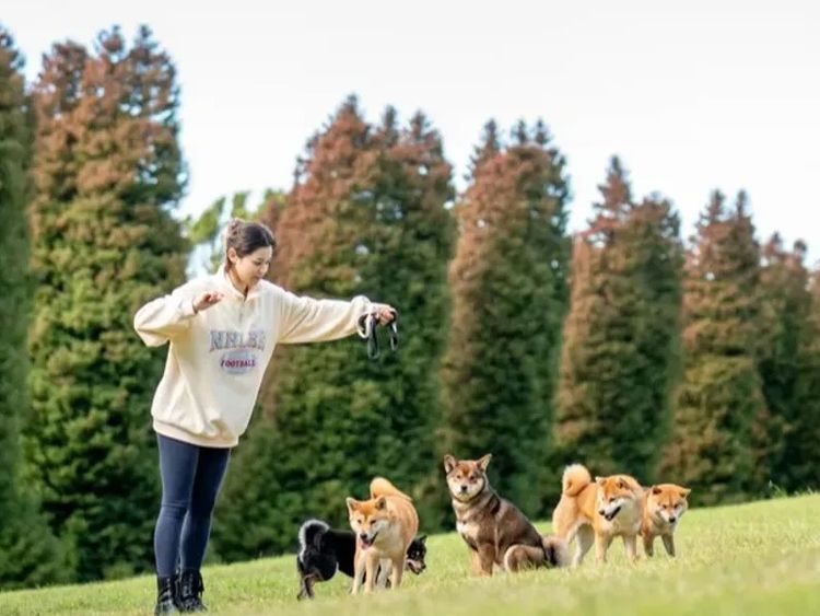 Kunogi Shiba Inu