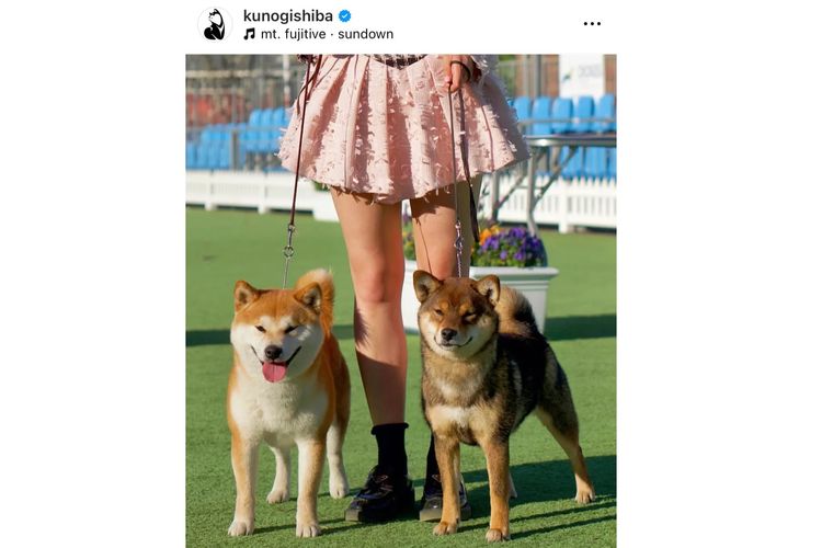 Kunogi Shiba Inu