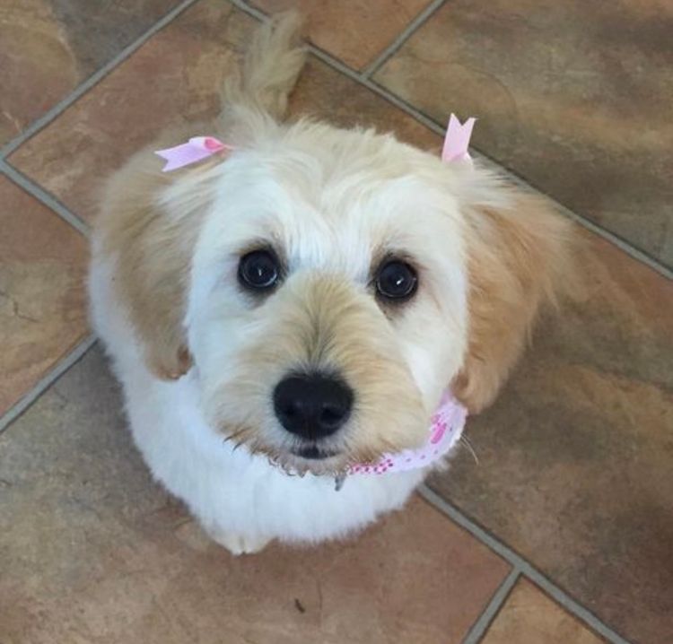 West Highland Cavoodles