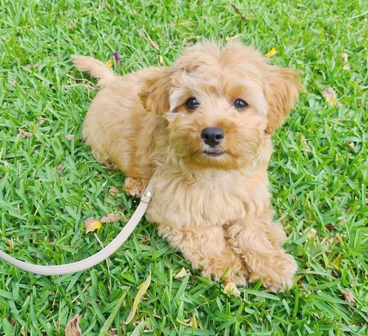 West Highland Cavoodles