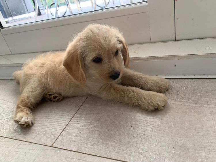 West Highland Cavoodles