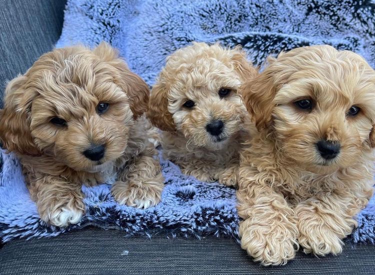 West Highland Cavoodles