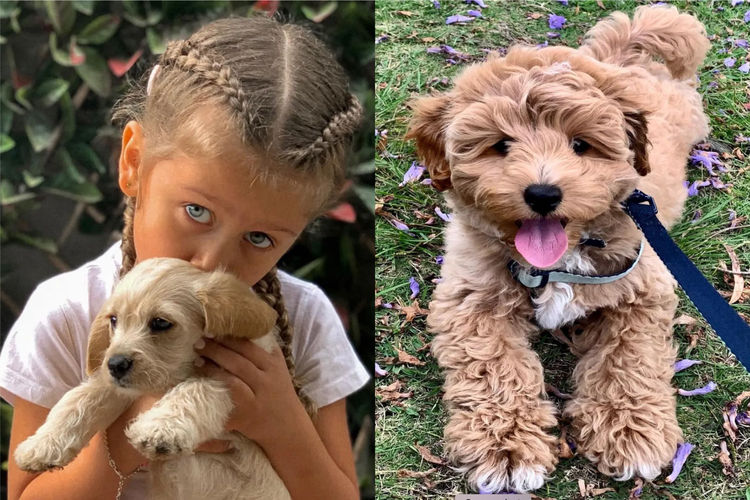 West Highland Cavoodles