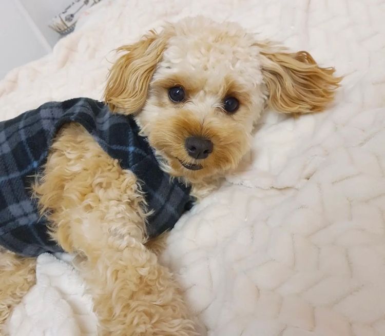 West Highland Cavoodles