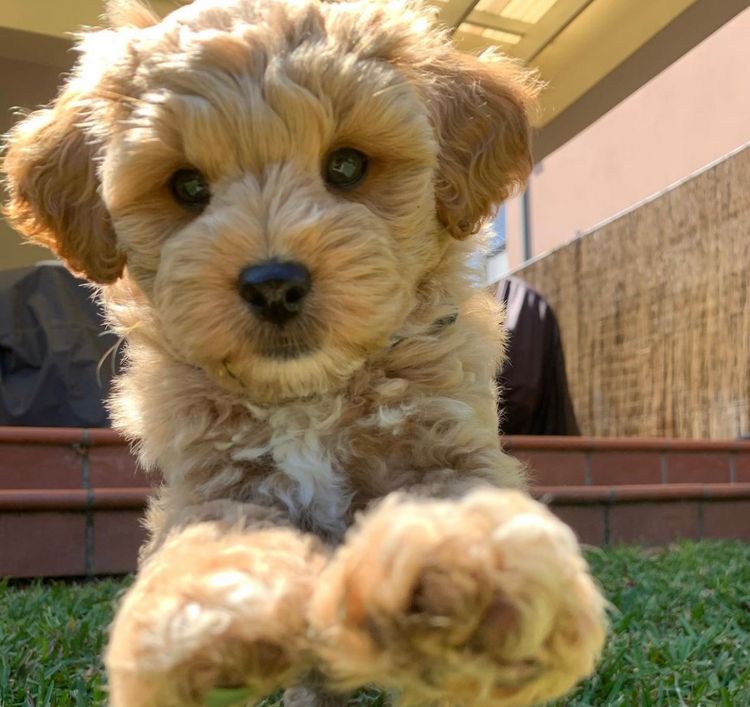 West Highland Cavoodles