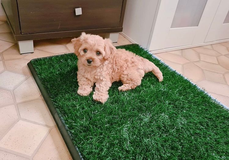 West Highland Cavoodles
