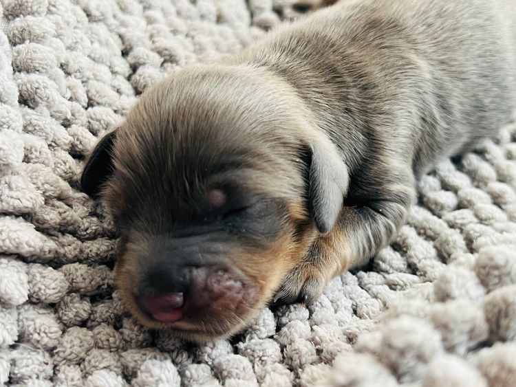 AuraMaple Miniature Dachshunds