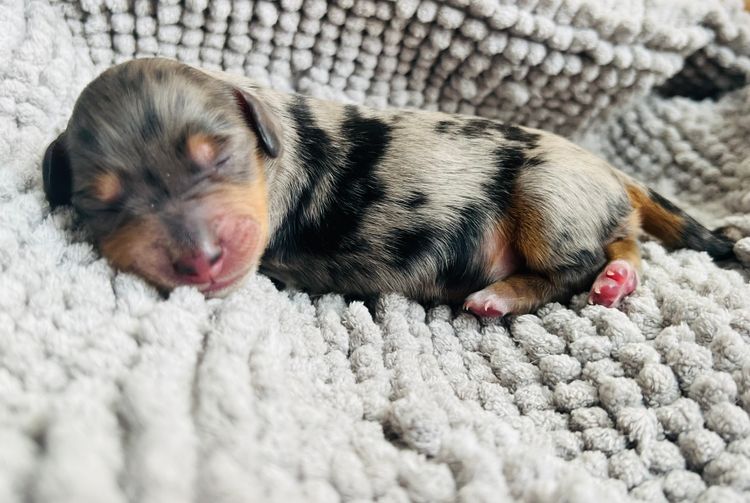 AuraMaple Miniature Dachshunds