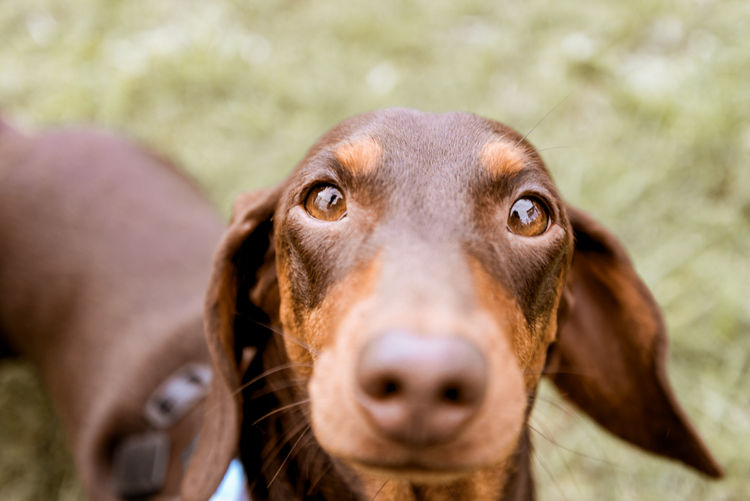 AuraMaple Miniature Dachshunds