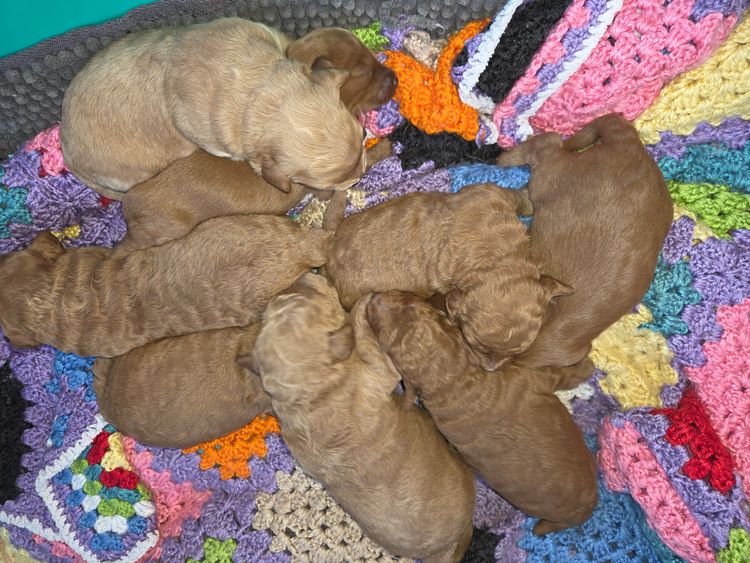 Companion Labradoodles NSW
