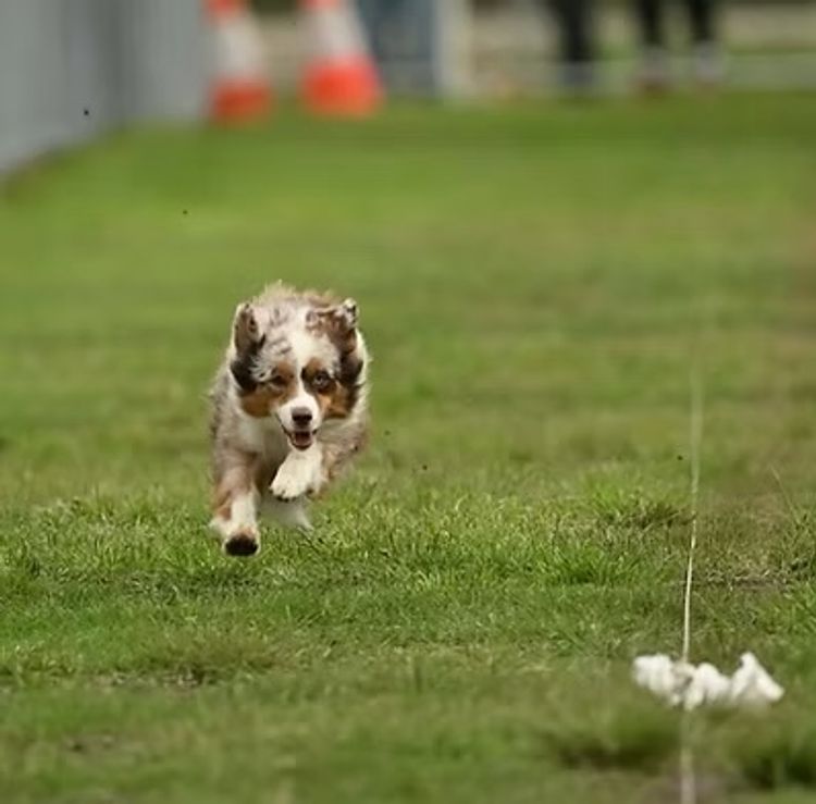BstRidge Miniature American Shepherds