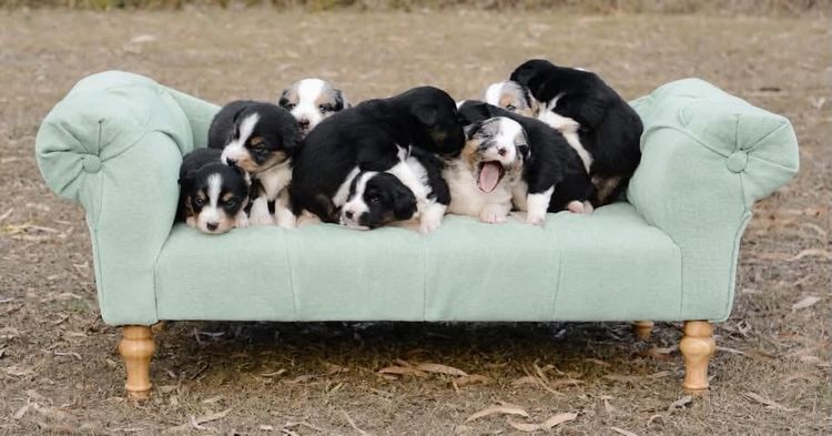 BstRidge Miniature American Shepherds
