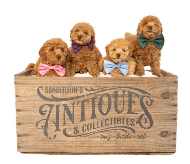 GC Mini Poodles Australia Ptd Ltd