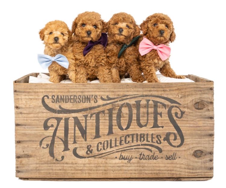 GC Mini Poodles Australia Ptd Ltd