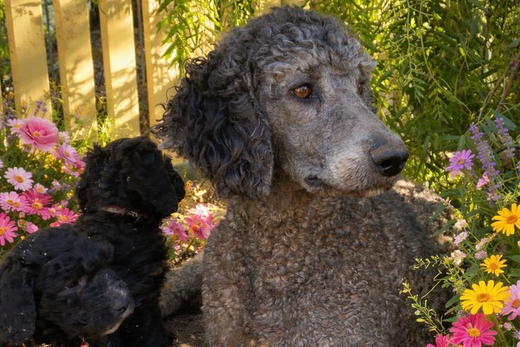Poodle Paradise