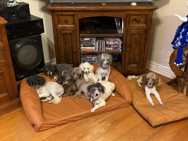 Haven Toy Parti Poodles