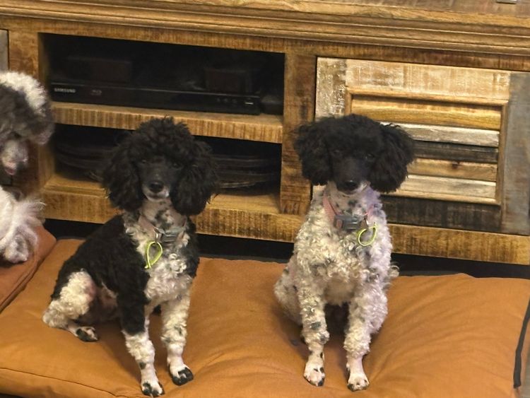 Haven Toy Parti Poodles