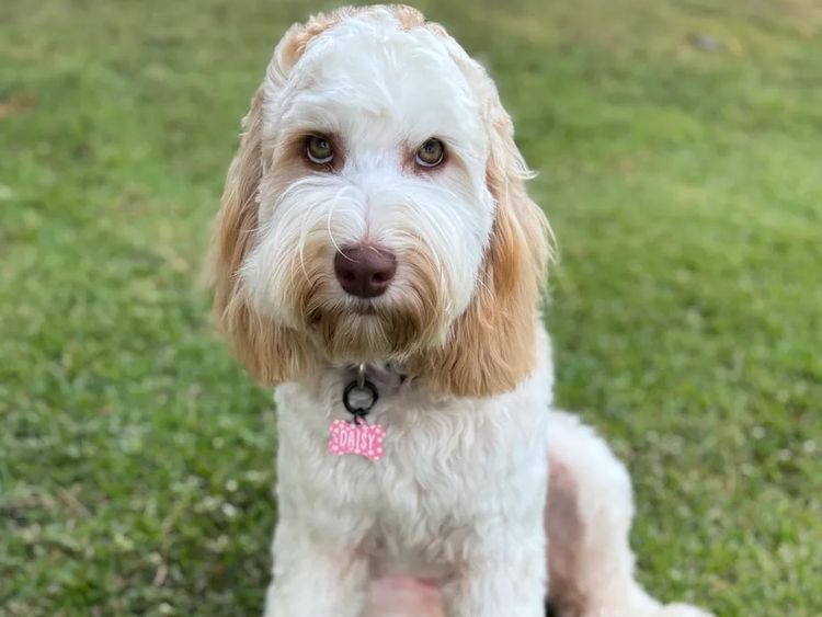 Belamekah Australian Cobberdogs