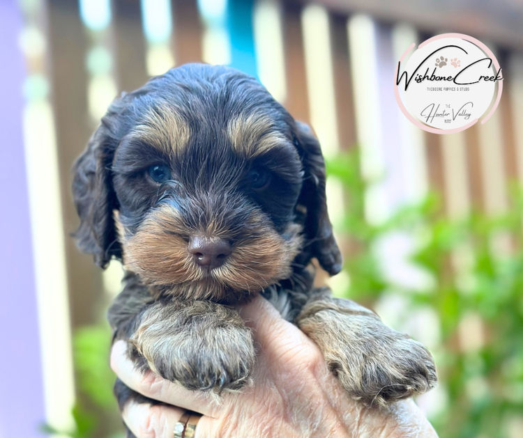 Wishbone Creek Cavoodles/Theodores