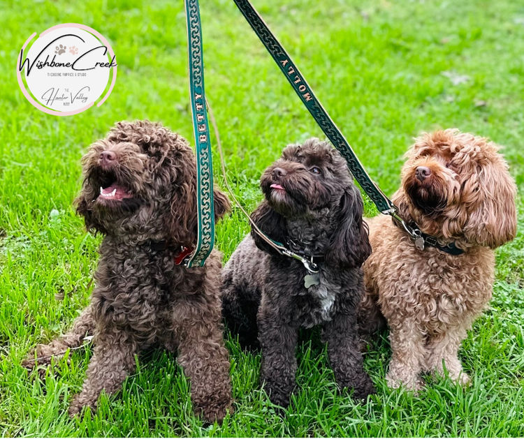 Wishbone Creek Cavoodles/Theodores