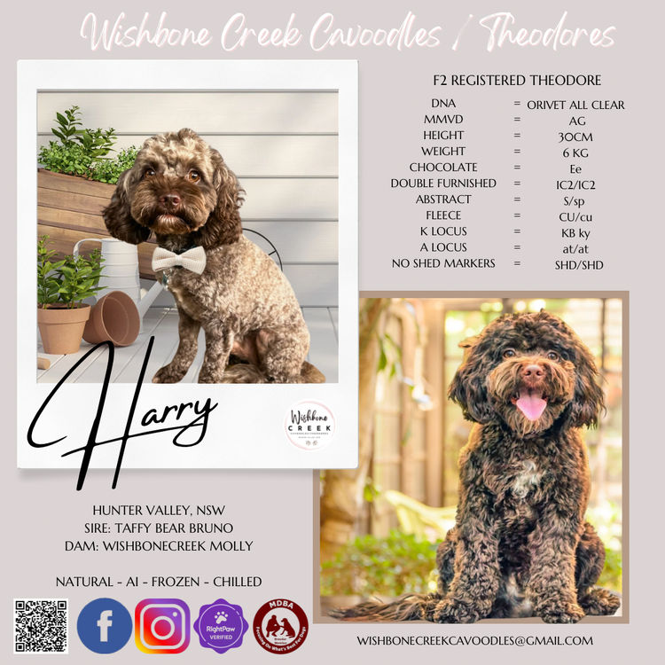 Wishbone Creek Cavoodles/Theodores