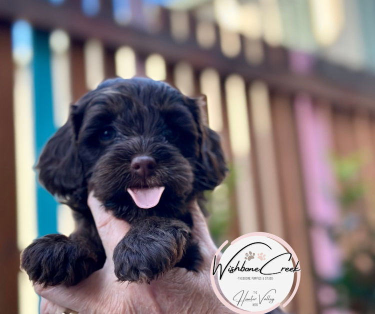 Wishbone Creek Cavoodles/Theodores