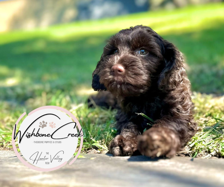 Wishbone Creek Cavoodles/Theodores