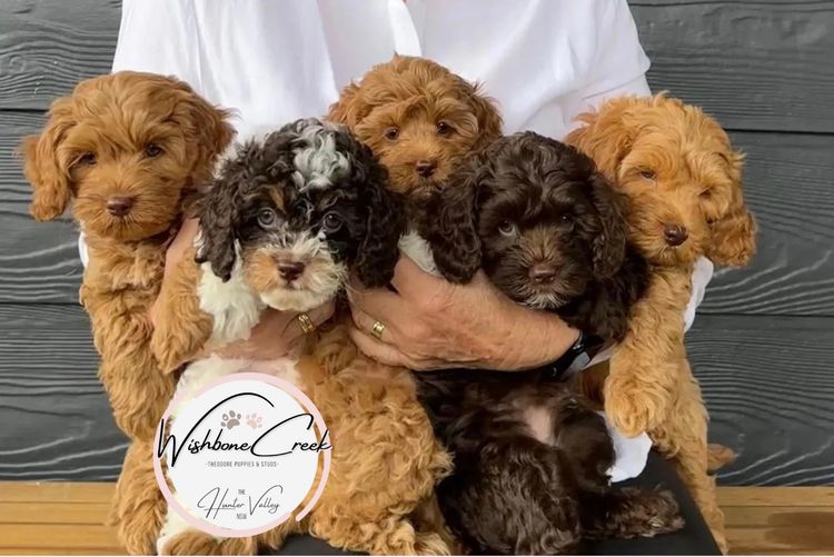 Wishbone Creek Cavoodles/Theodores