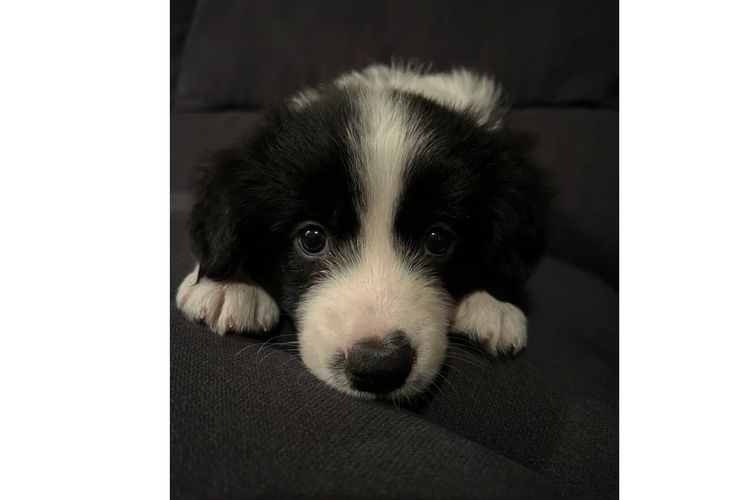 Ravensworth Border Collies