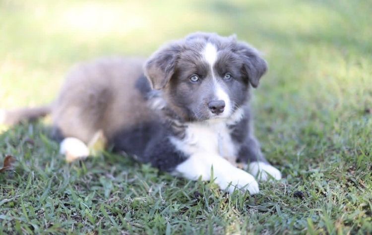 Ravensworth Border Collies