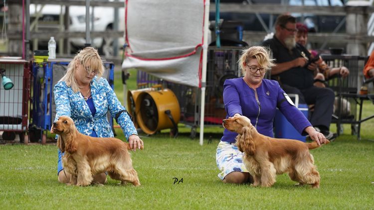 Ravensnite Cocker Spaniels