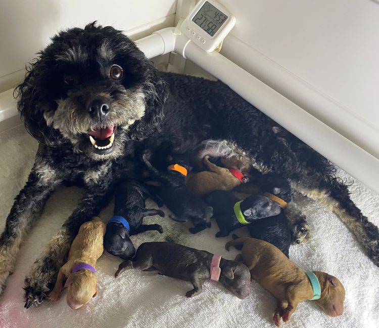 Fairlight Toy Poodles