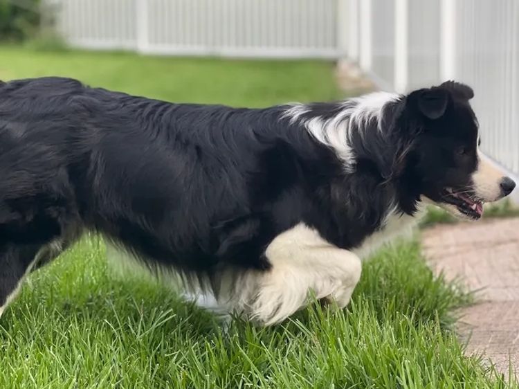 WOOKAJUE Border Collies