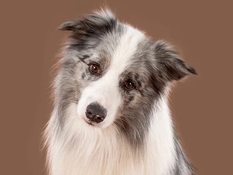 WOOKAJUE Border Collies